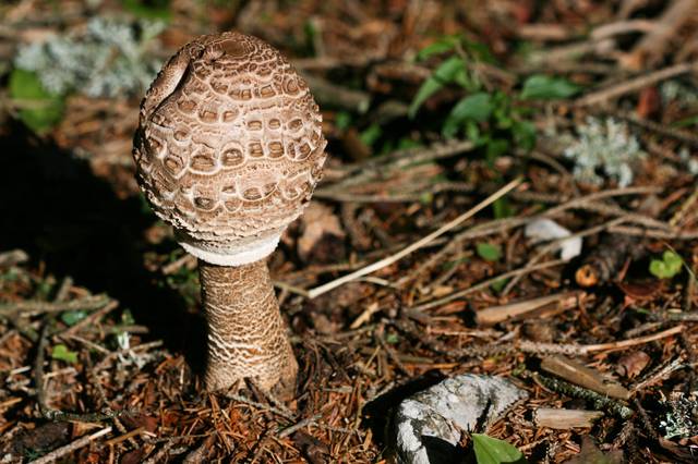 Coulemelle, lépiote élevée, Macrolepiota procera