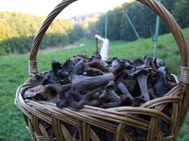 Trompette de la mort, Craterellus cornucopioides