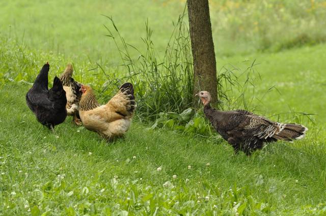 Poules et dinde en parcours herbeux