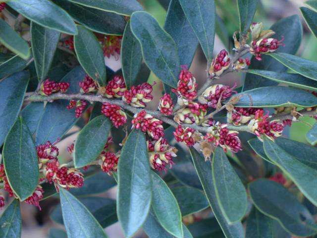 Distylium 'Blue Cascade'
