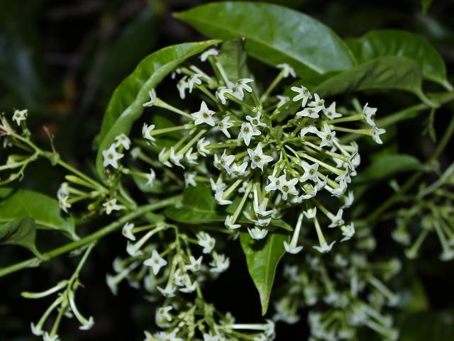 Galant de nuit, Cestrum nocturnum : fleurs parfumées