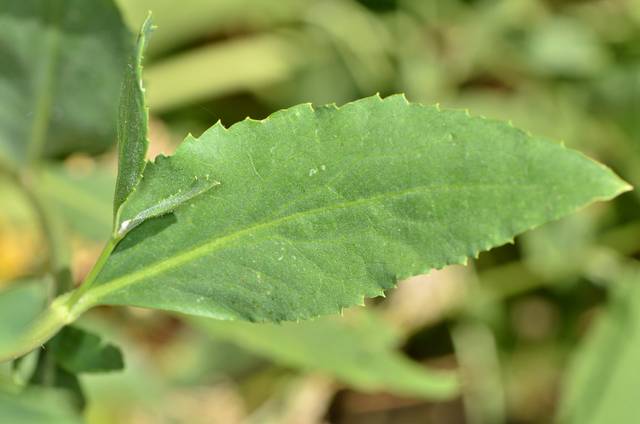 Grande passerage : feuille
