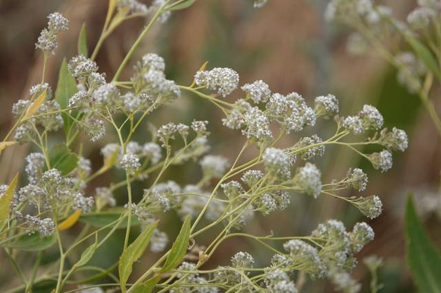 Lepidium latifolium : fleurs