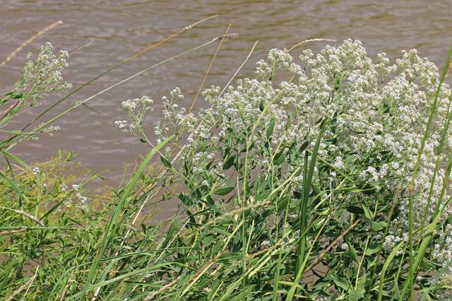 Grande passerage, Lepidium latifolium