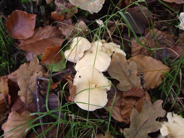 Pied de mouton (Hydnum repandum)