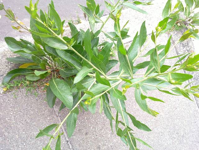 Grande passerage, Lepidium latifolium