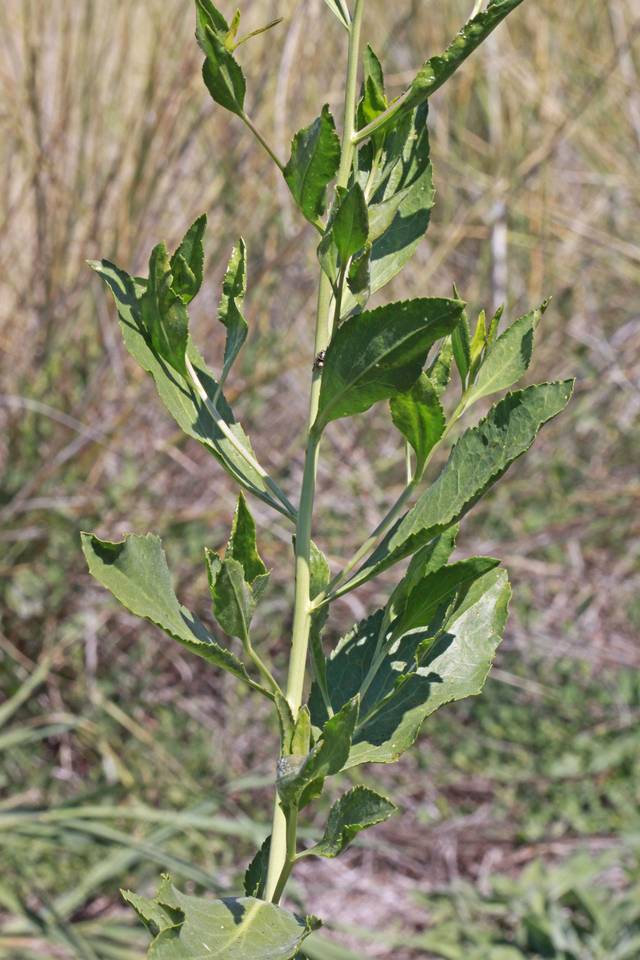 Grande passerage, Lepidium latifolium