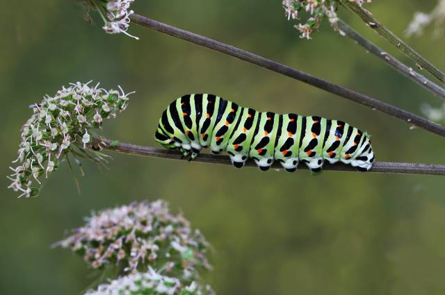 Chenille de machaon