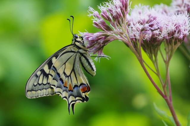 Machaon, ailes repliées