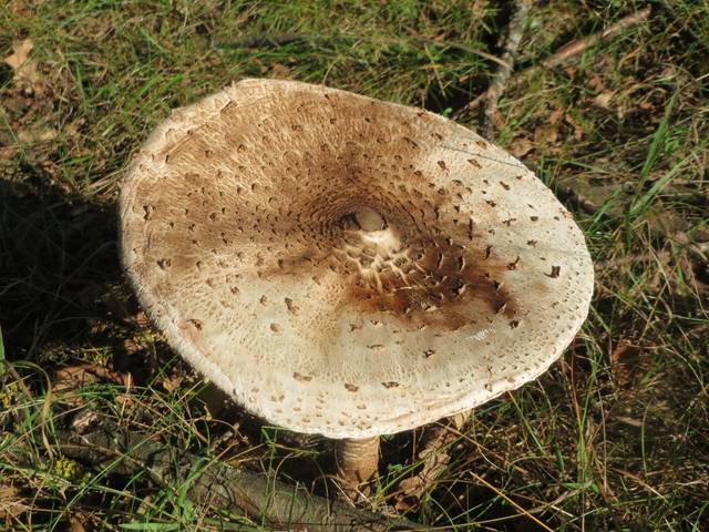 Coulemelle, lépiote élevée, Macrolepiota procera