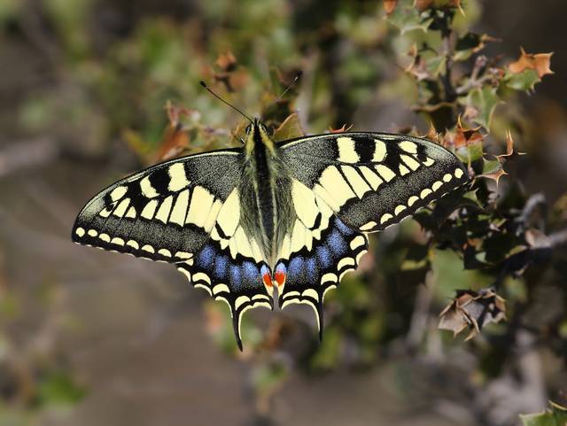 Papilio machaon