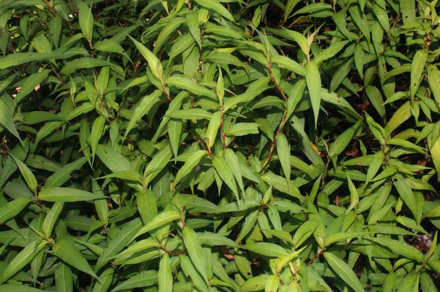Persicaria odorata