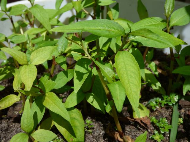 Persicaria odorata en pot (coriandre vietnamienne)