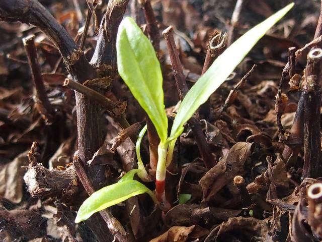 Coriandre vietnamienne : nouvelle pousse au printemps