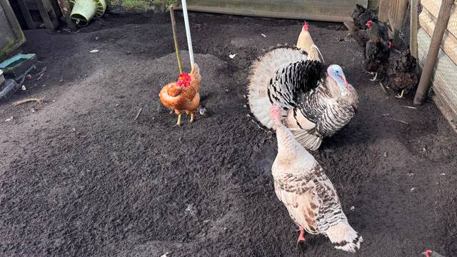 Poules, dinde et dindon