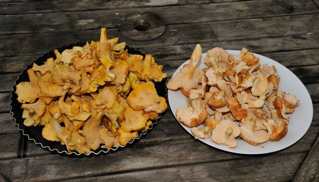 Girolles et pieds de mouton