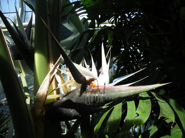 Strelitzia nicolai, oiseau de paradis