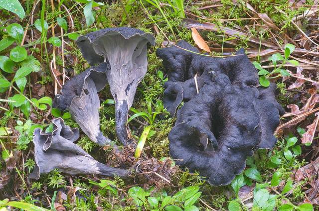 Trompette de la mort, Craterellus cornucopioides