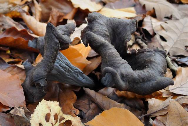 Trompette de la mort, Craterellus cornucopioides
