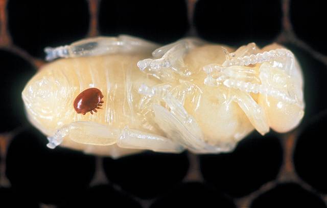 Larve d'abeille parasitée par Varroa destructor
