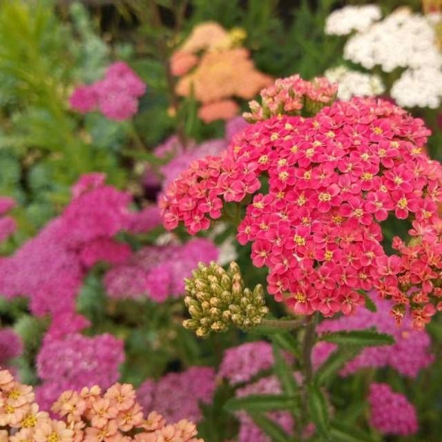 Achillée millefeuille 'Summer Pastels'