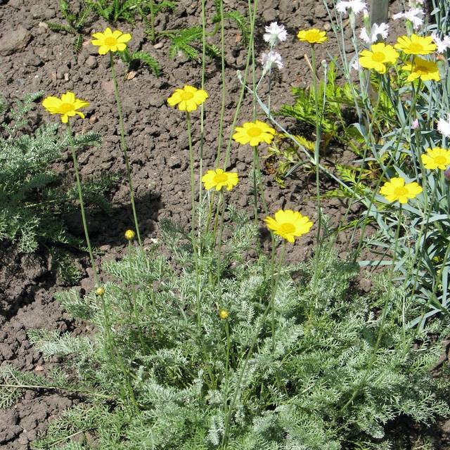 Camomille des teinturiers - Anthemis tinctoria Kelwayi (Agnieszka Kwiecie?, Nova / wikimedia.org)