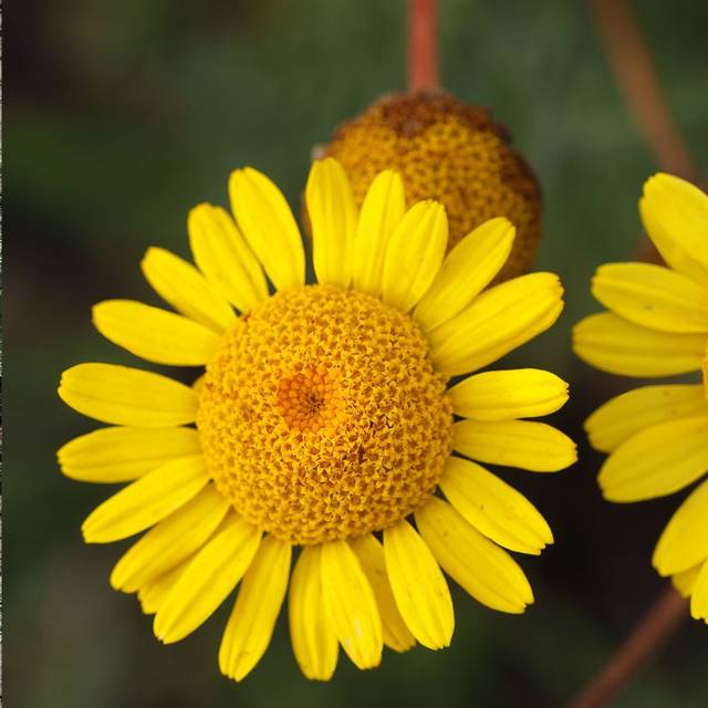 Camomille des teinturiers - Anthemis tinctoria Kelwayi (Cephas / wikimedia.org)