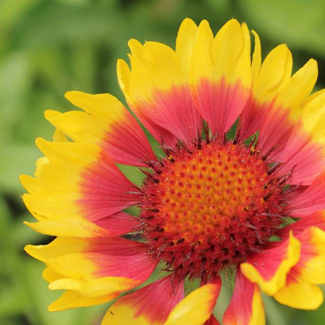 Gaillarde géante 'Royale' (Gaillardia x grandiflora) (C T Johansson / wikimedia.org)