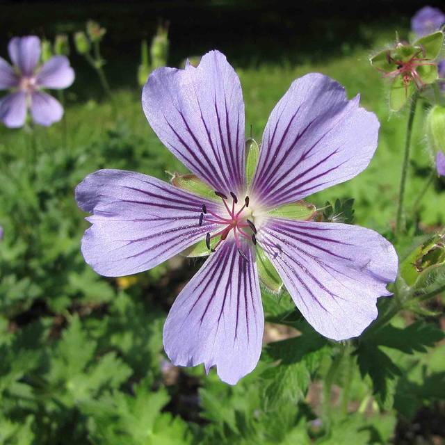 Geranium ibericum (HQ Flower Guide / flickr.com)