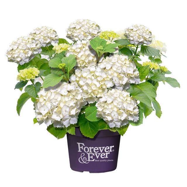 Hydrangea macrophylla Forever&Ever® blanc - Hortensia (Forever&Ever®)