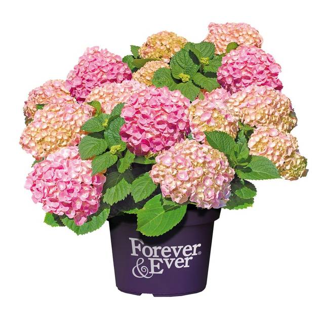 Hydrangea macrophylla Forever&Ever® rose - Hortensia (Forever&Ever®)