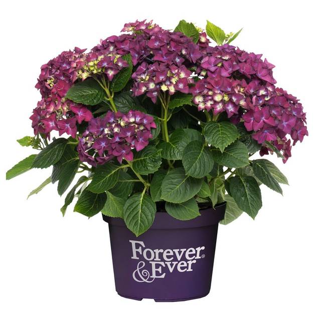 Hydrangea macrophylla Forever&Ever® violet - Hortensia (Forever&Ever®)