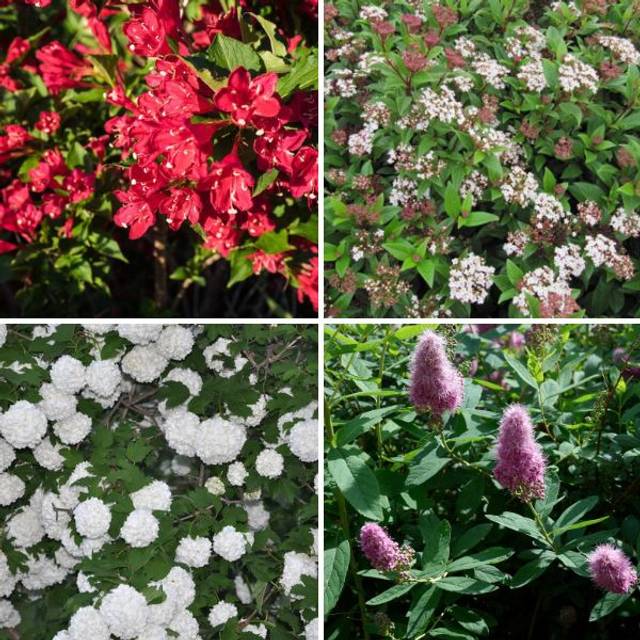 Kit haie fleurie pour sol argileux : viornes, weigela et spirée