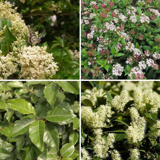 Kit haie persistante pour sol argileux - Ligustrum, Elaeagnus, Prunus et Viburnum