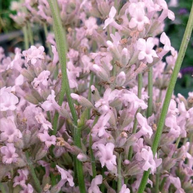 Lavande officinale rose - Lavandula angustifolia 'Rosea'
