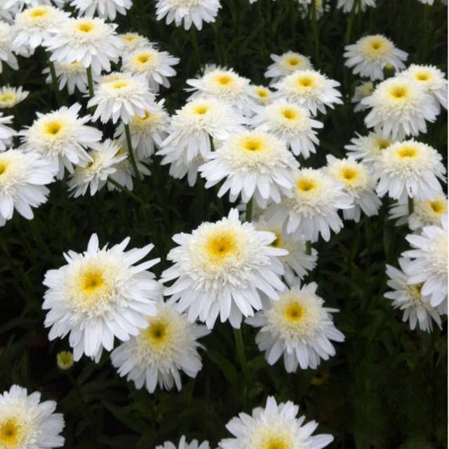 Grande marguerite 'Wirral Supreme' - Leucanthemum maximum