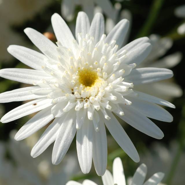Grande marguerite 'Wirral Supreme' - Leucanthemum maximum (enbodenumer / flickr.com)