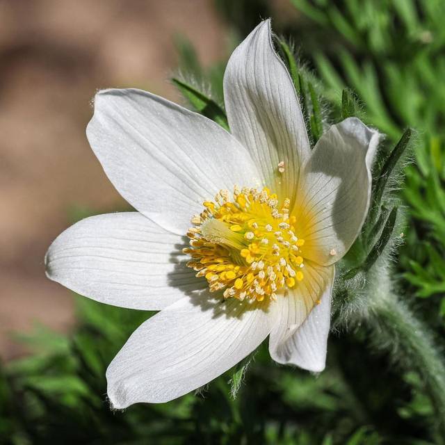 Anémone pulsatille blanche (Pulsatilla vulgaris) (Smudge 9000 / flickr.com)