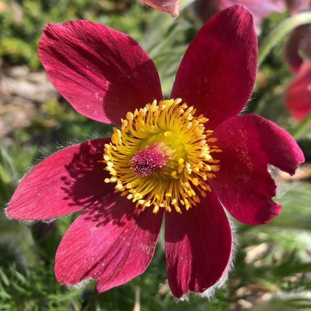 Anémone pulsatille rouge (Pulsatilla vulgaris) (Maria R / flickr.com)