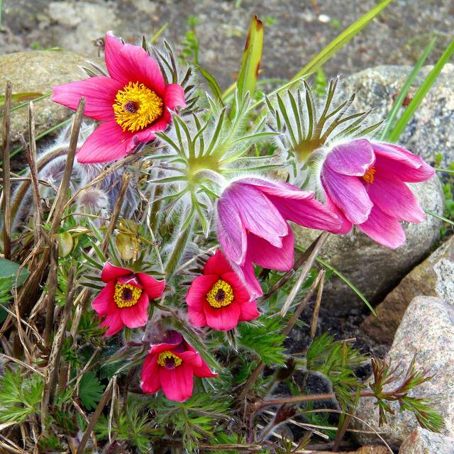 Anémone pulsatille rouge (Pulsatilla vulgaris) ( Swetlana Hasenjäger / flickr.com)