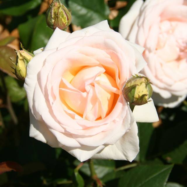 Rosier à grandes fleurs GRUAUD LAROSE® (Marie-Elise LIENNARD)