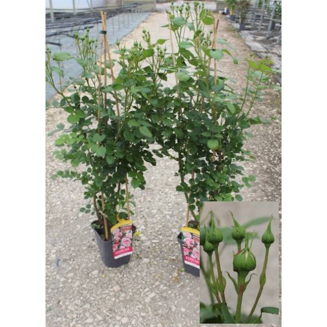 Rosier L'alhambra C5L en tipi - en boutons tel qu'expédié début avril (D.R. / Pép. DMTS)