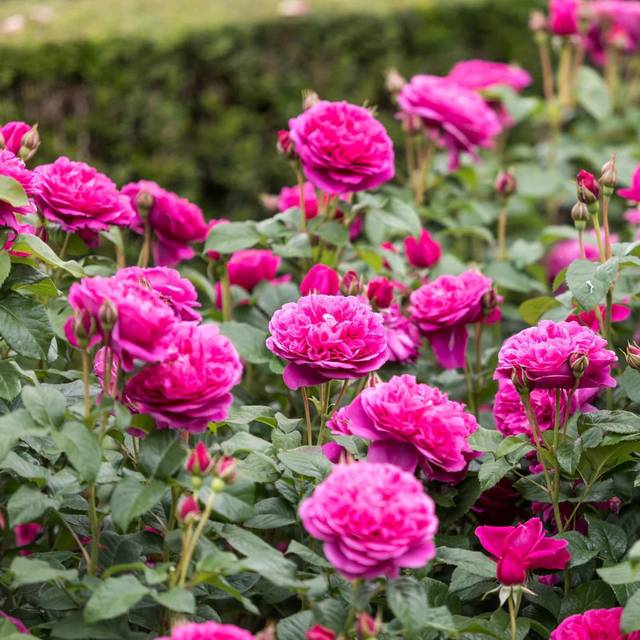 Rosier anglais James L. Austin™ (David Austin)