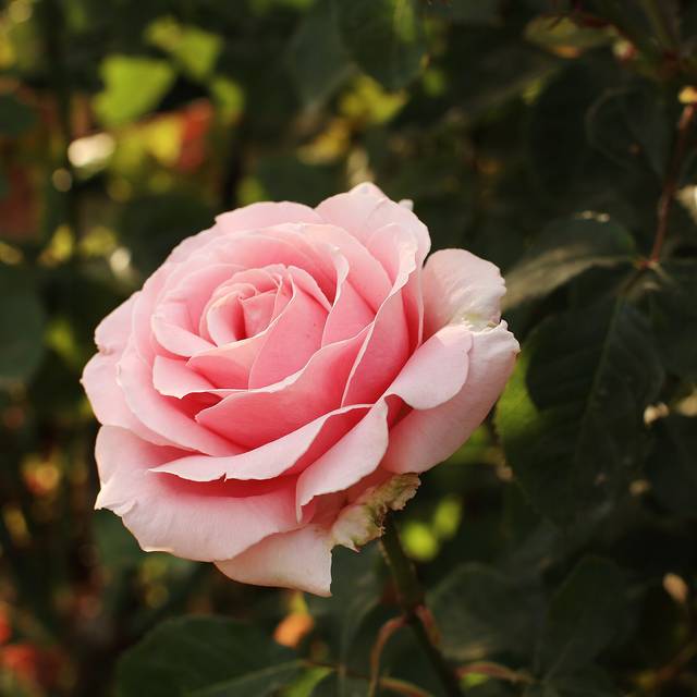 Rosier à grandes fleurs FREDERIC MISTRAL® (Javier Perez Montes / wikimedia.org)