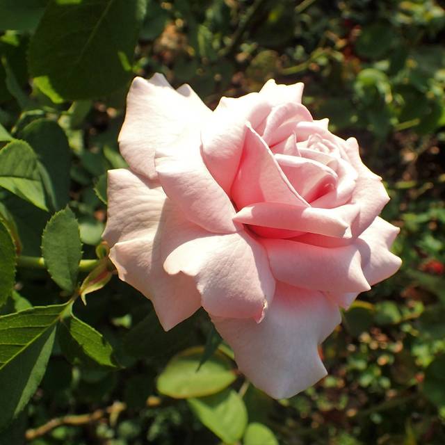 Rosier à grandes fleurs FREDERIC MISTRAL® (Krzysztof Ziarnek, Kenraiz / wikimedia.org)