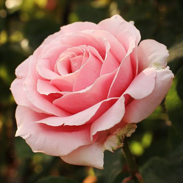 Rosier à grandes fleurs FREDERIC MISTRAL® (Javier Perez Montes / wikimedia.org)