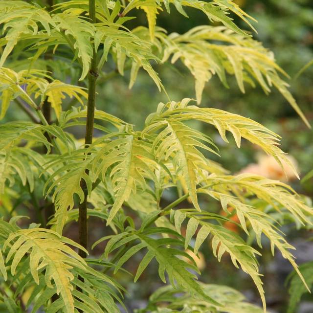 Sureau à grappes - Sambucus racemosa 'Sutherland Gold' (Marie-Elise LIENNARD)