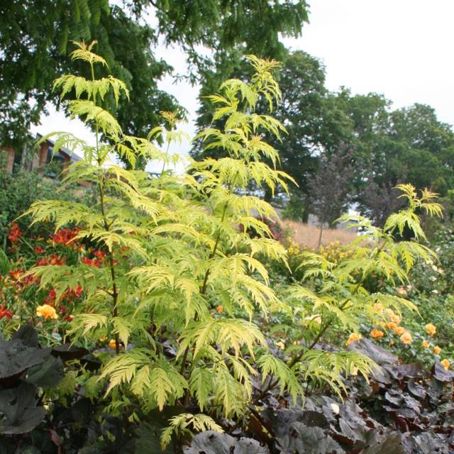 Sureau à grappes - Sambucus racemosa 'Sutherland Gold' (Marie-Elise LIENNARD)