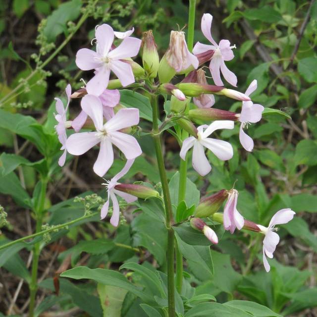 Fleur Savon - Saponaire officinale - Saponaria officinalis (Robert Flogaus-Faust / wikimedia.org)