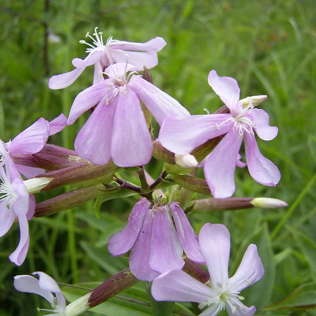 Fleur Savon - Saponaire officinale - Saponaria officinalis (wikimedia.org)